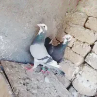 کفتر مینا کرمونی