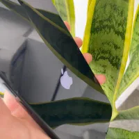 IPHONE 15Normal|موبایل|اردبیل, |دیوار