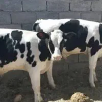 گوساله نر
