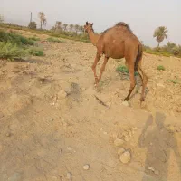 شتر|حیوانات مزرعه|میناب, |دیوار