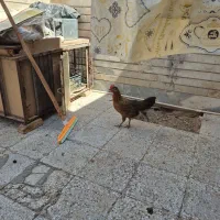 مرغ جوان