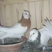 کبوتر