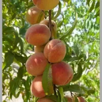 فروش باغ فاروق