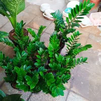 گل زامفولیا