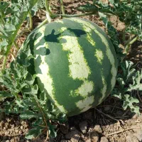 هندوانه شیرین به شرط