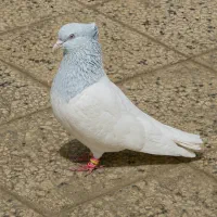 دو جفت کله آبی و الماسی/خوشتیپ عتیقه