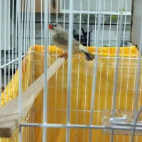 یک جفت فنچ کینگ بدون قفس.|پرنده|قزوین, |دیوار