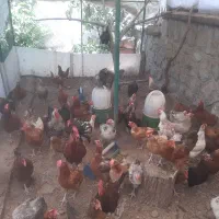 مرغ و خروس