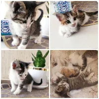واگذاری گربه