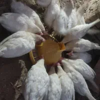 مرغ سفید ۹ماهه نژاد ال اس ال فروش فوری