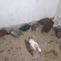 مرغ و خروس  و بلدرچین