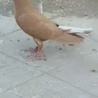 کفتر دمسفید کبوتر زرد دمسفید زاغ دمسفید