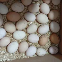 تعددادی تخم لاری و دورگ از مولدلاری کوکو