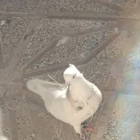 کفتر|پرنده|آشخانه, |دیوار