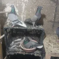 کبوتر یکجایی فقط ۱۲