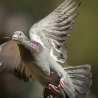 کبوتر پلاکی