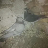 کبوتر