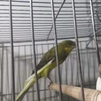 قناری رسمی