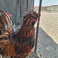 سه عدد خروس نژاد دار وسالم  جوان