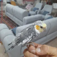 معاوضه عروس با جوجه