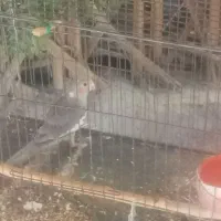 عروس هلندی ماده