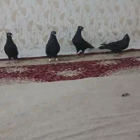 کبوتر زاغ