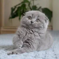 طوسی بازیگوش دوست داشتنی