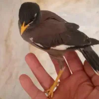 مینایک ماهه بسیارباهوش