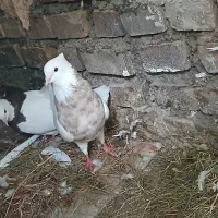 یک جفت طوقی عتیقه