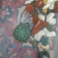 عروسک گو ش قر مز