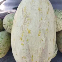 خربزه افغان