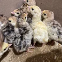 جوجه بوقلمون