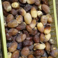 رطب نوبرانه بوشهر دشتستان
