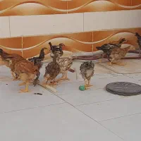 جوجه محلی