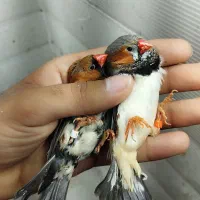 تعداد ۳۰ ۴۰ تا فنچ کینگ