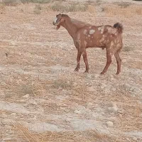 یک عدد بز نر پازن تکاوری هل بندر دیر