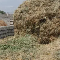 علف تازه