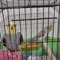 عروس هلندی