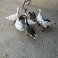 غاز