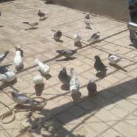 کفتر فروشی