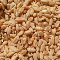 گندم|گل و گیاه طبیعی|جیرفت, |دیوار