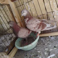 کبوتر پرشی