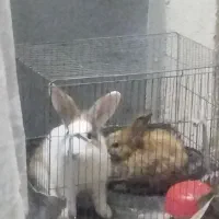 خرگوش