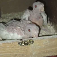 جوجه سرلاکی