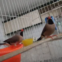 فنج کرواتی