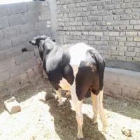 گوساله
