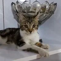 گربه