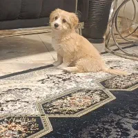 سگ بازیگوش نر