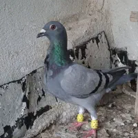 سبز‌فری