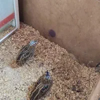 بدبده (بلدرچین کوهی)